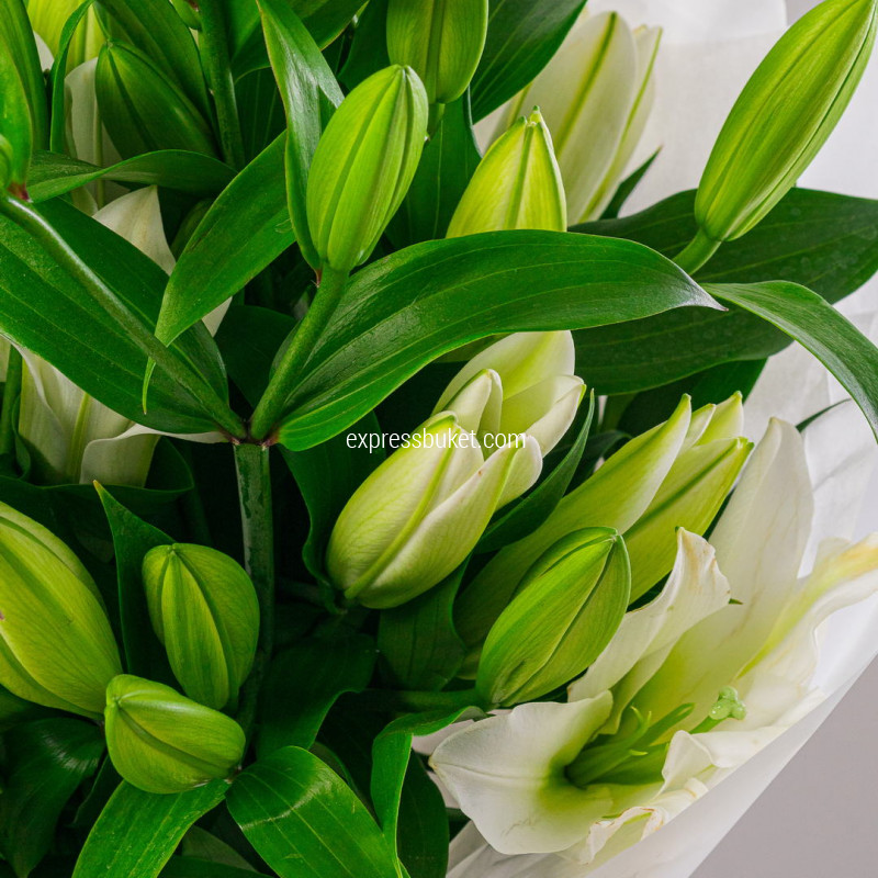 Букет из 9 лилий