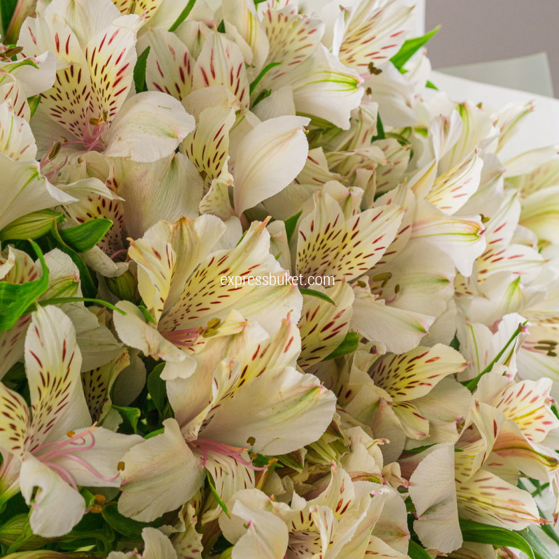 Букет из 11 альстромерий
