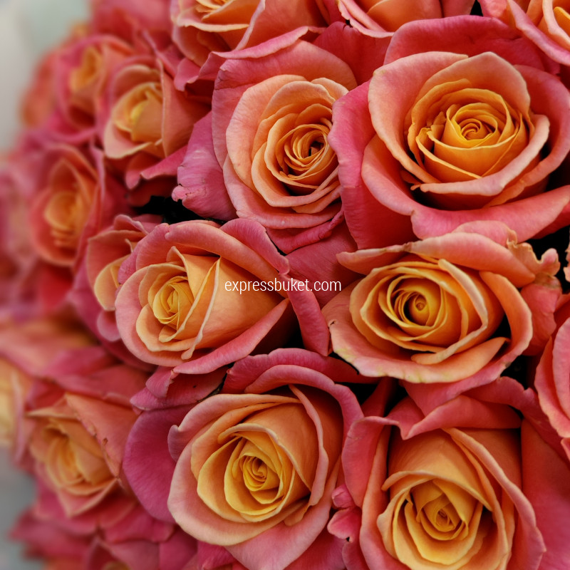 Букет из 51 роз Мисс Пигги